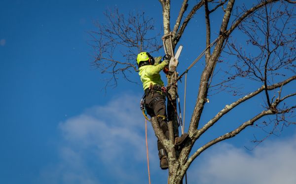 Coeur D Alene Tree Removal